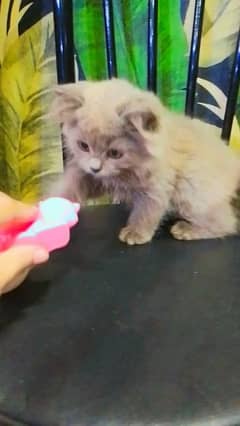 available male kitten