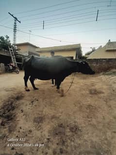 Black buffalos for sale