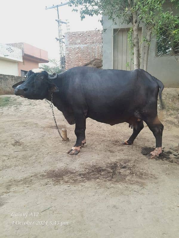 Black buffalos for sale 1