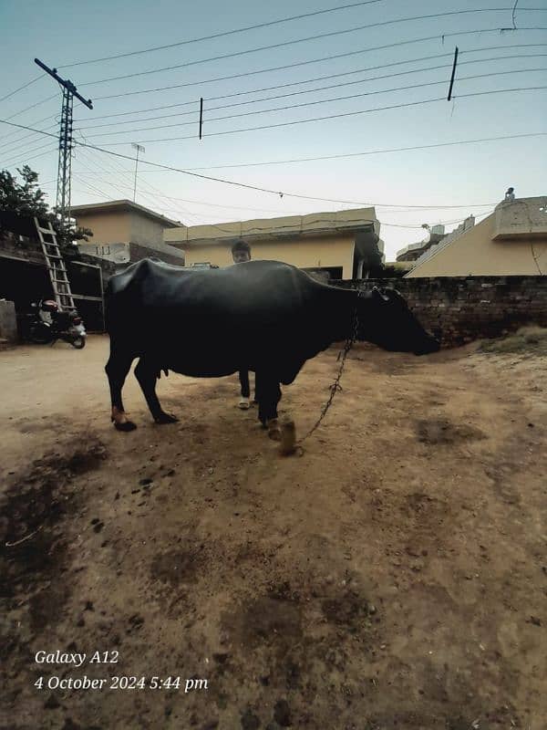 Black buffalos for sale 2