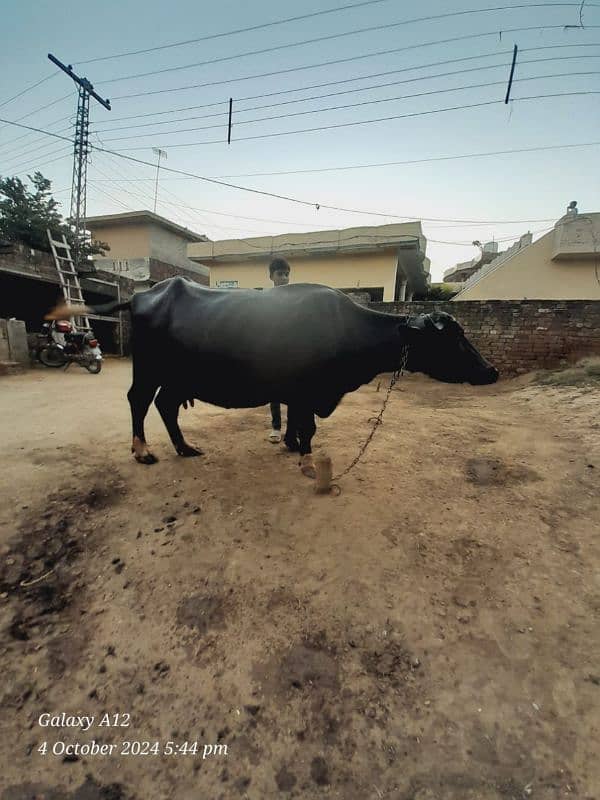 Black buffalos for sale 3