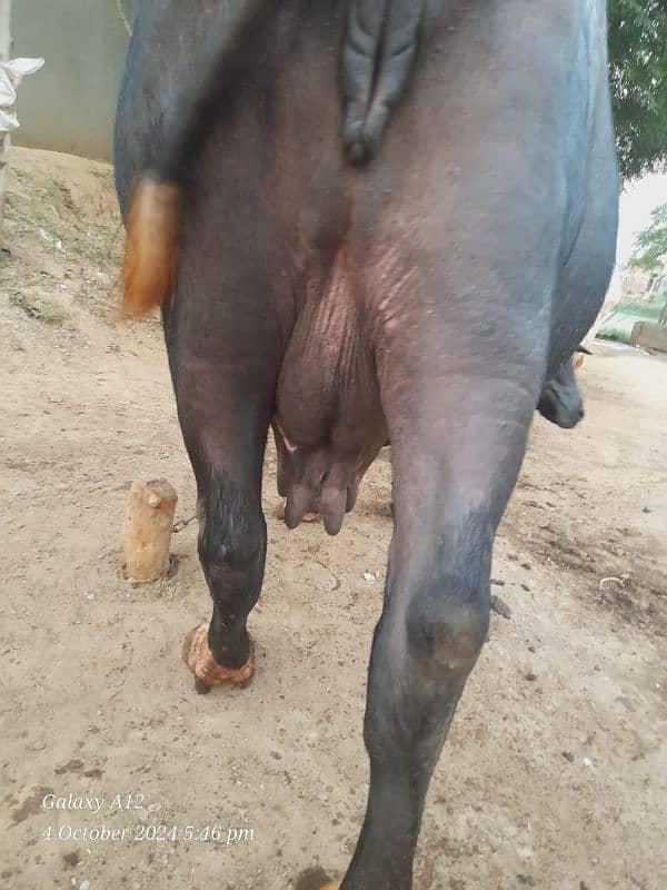 Black buffalos for sale 5