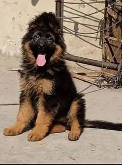 German shepherd puppies 0