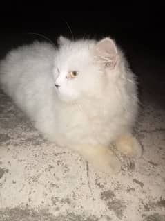 snow is white colour and healthy cat