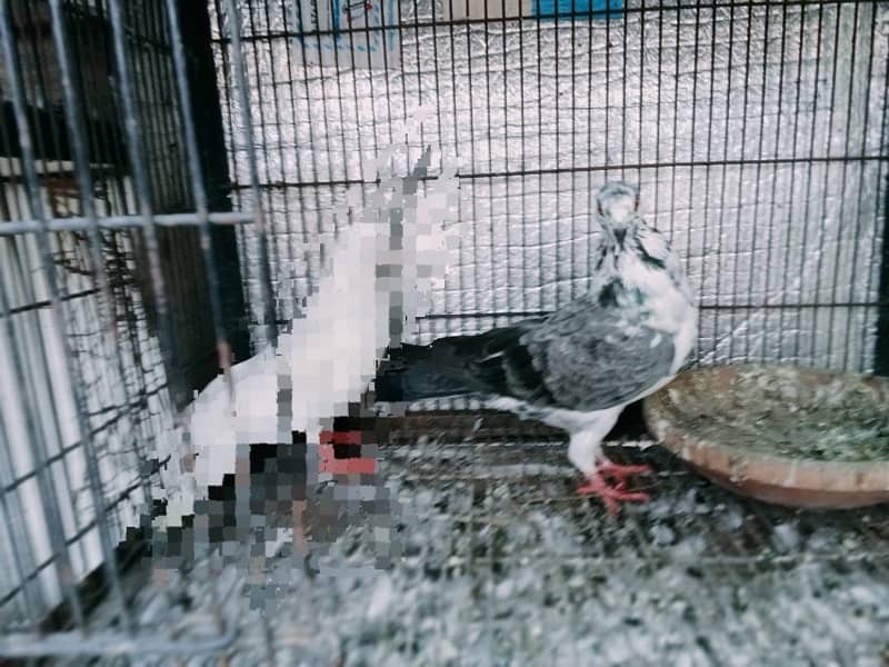 pigeons 3