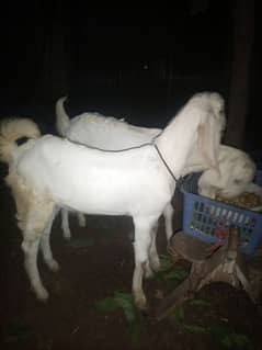 bital pair of goat white colur03105444524