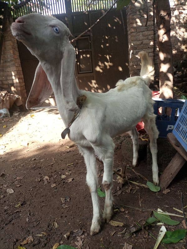 bital pair of goat white colur03105444524 1