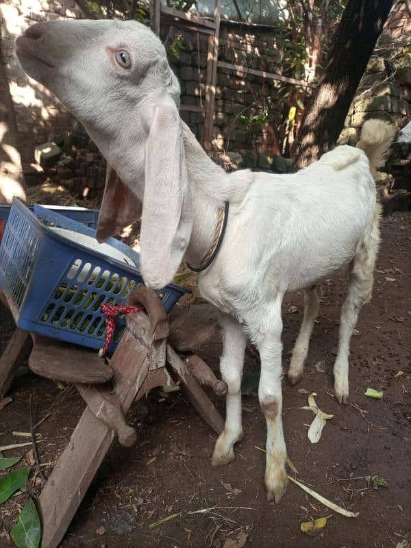 bital pair of goat white colur03105444524 2