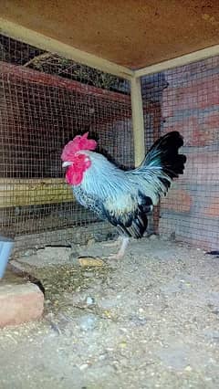 English game Male for sale