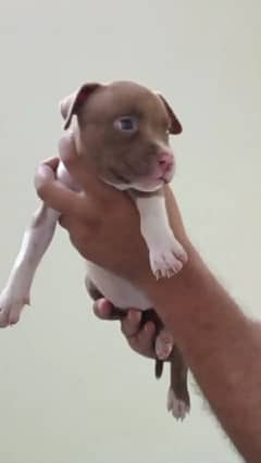 American bully puppy for sale