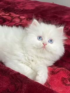 Persian kittens triple coat pair for sale contact whatsap 03288426681