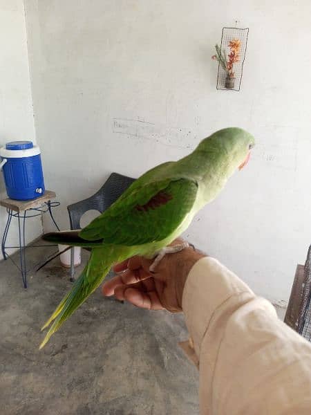 RAW PARROT TALKING HANDTAMED 1