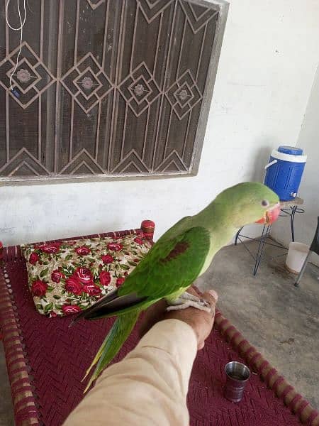 RAW PARROT TALKING HANDTAMED 2