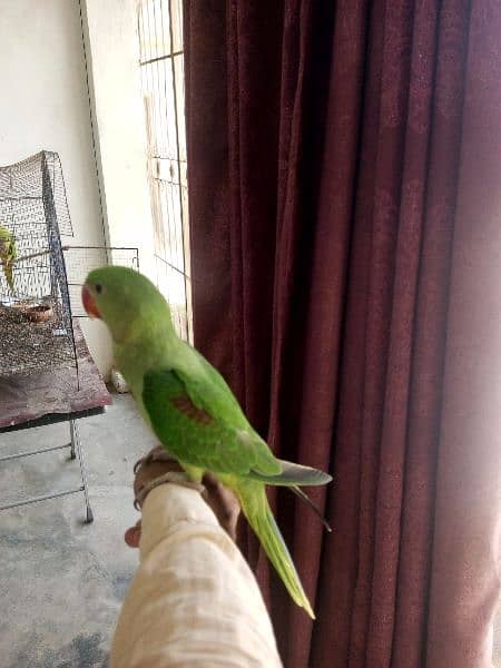 RAW PARROT TALKING HANDTAMED 4