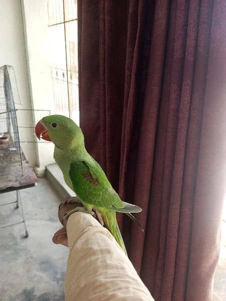 RAW PARROT TALKING HANDTAMED 5