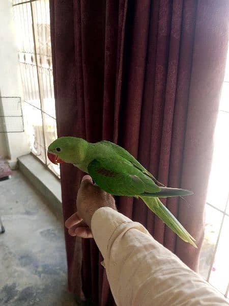 RAW PARROT TALKING HANDTAMED 6