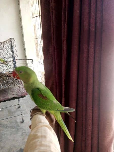 RAW PARROT TALKING HANDTAMED 7