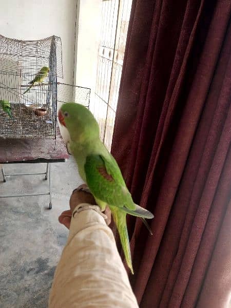 RAW PARROT TALKING HANDTAMED 8