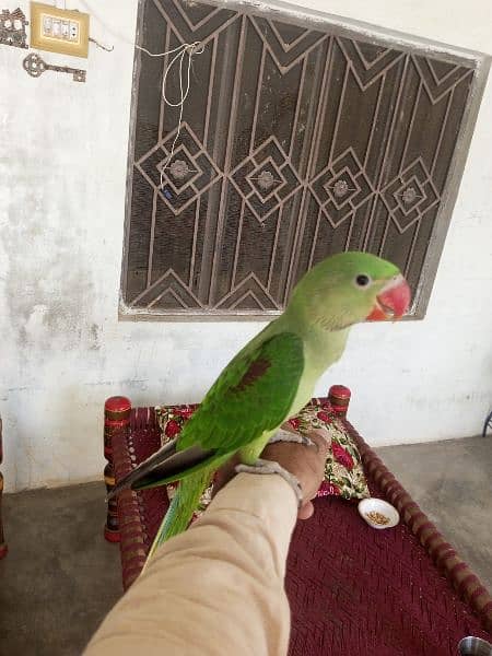 RAW PARROT TALKING HANDTAMED 9