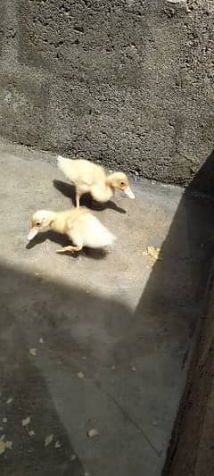 Duck Chick Pair