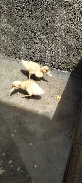 Duck Chick Pair 0