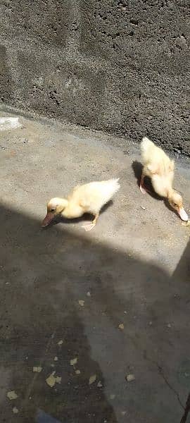 Duck Chick Pair 1