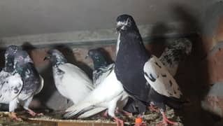 Rampuri Goldan taddi pigeons for sale.