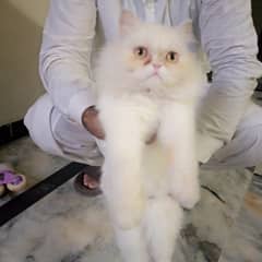 punch face breeder cat for sale on heat cash on delivery