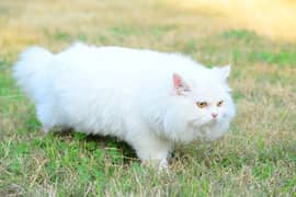 pure persian punch face triple coted male for sale