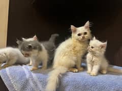 Persian Kittens for Sale