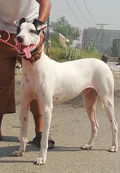 lapa gultair male available for sale 0