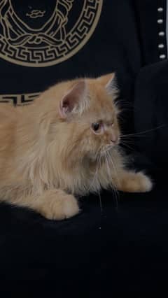 Persian cat for sale