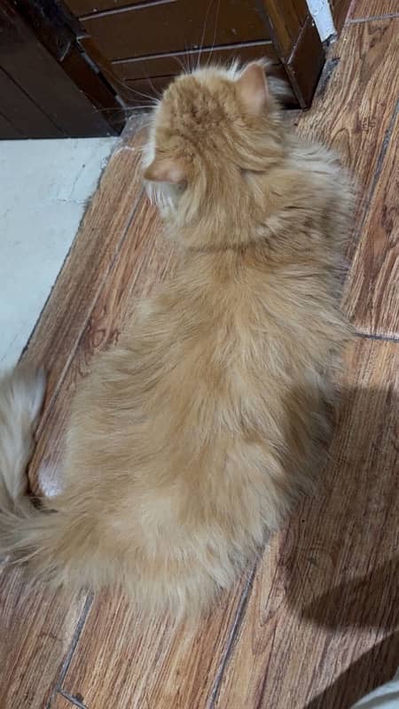 Persian cat for sale 1