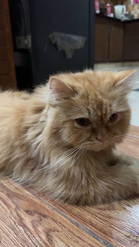 Persian cat for sale 2