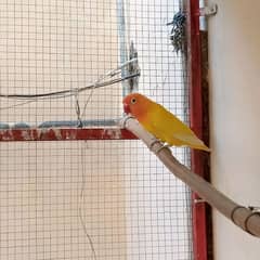 lovebird lutino persanata for sale. . .