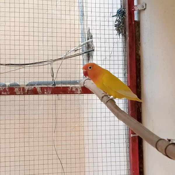 lovebird lutino persanata for sale. . . 0