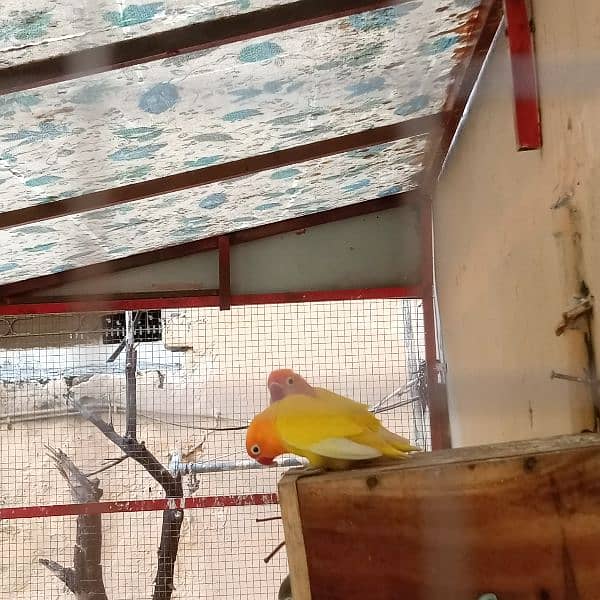 lovebird lutino persanata for sale. . . 1