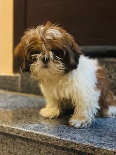 shih tzu dog for sale