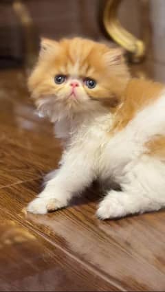 Persian Cat 3riple Coated