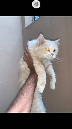 persion female cat for sale