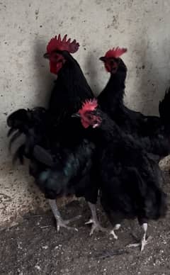 Australorp Pair For Sale - 1 Male 3 Females