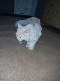 Triple coated Persian Cat Male