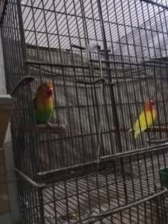 Australian Budgies & love bird