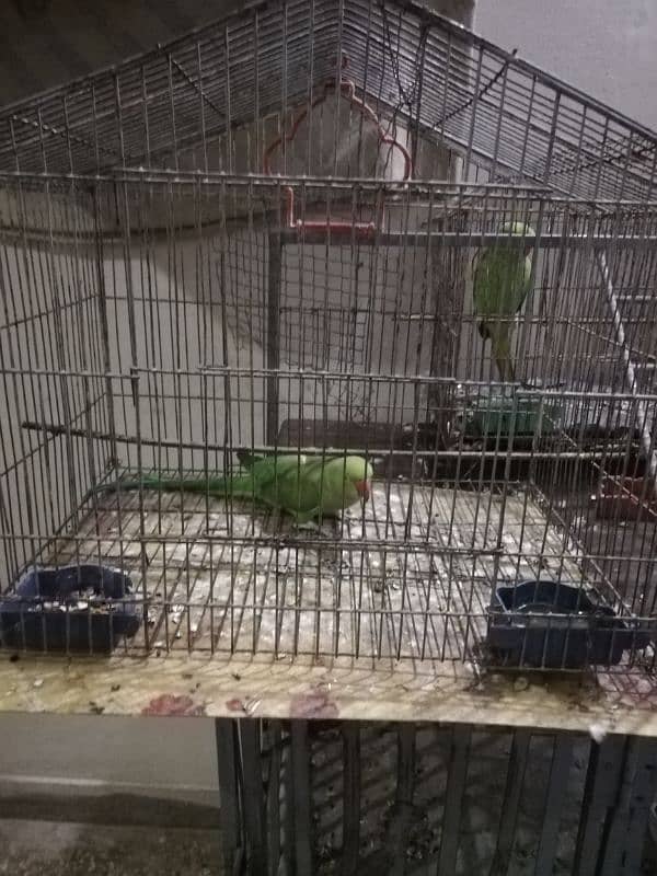 Australian Budgies & love bird 2