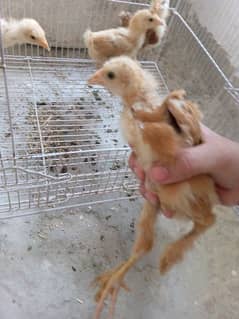 golden buff chick A* quality for sale 0