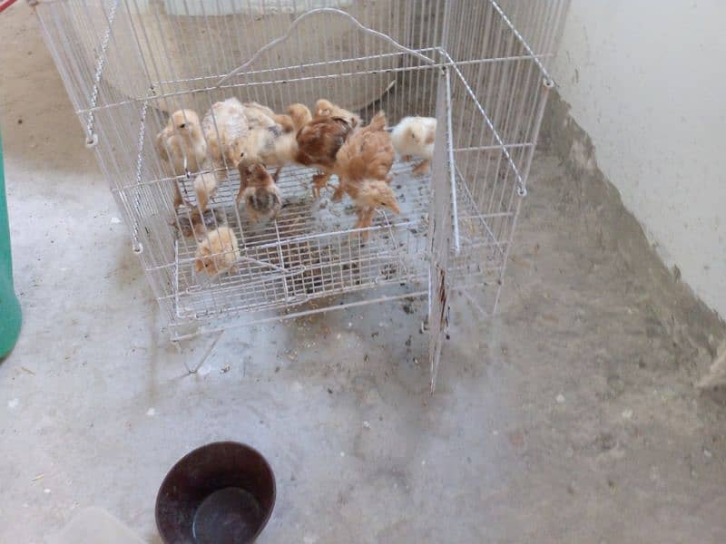 golden buff chick A* quality for sale 3