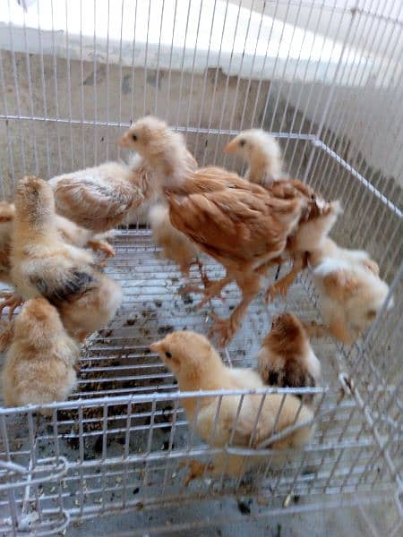 golden buff chick A* quality for sale 8