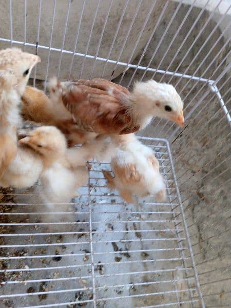 golden buff chick A* quality for sale 9