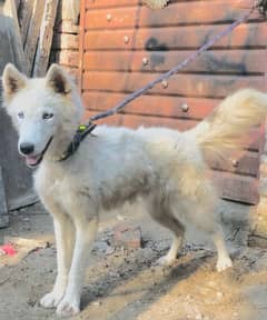 pure wight husky female for sale