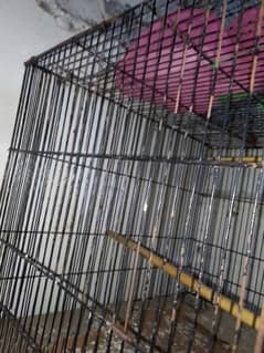 love birds ka cage for sale ha